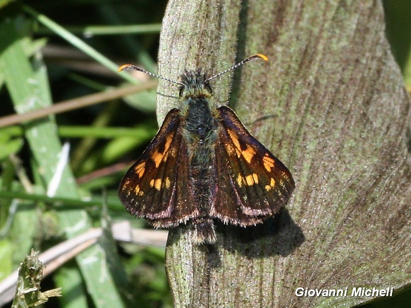 Carterocephalus palaemon